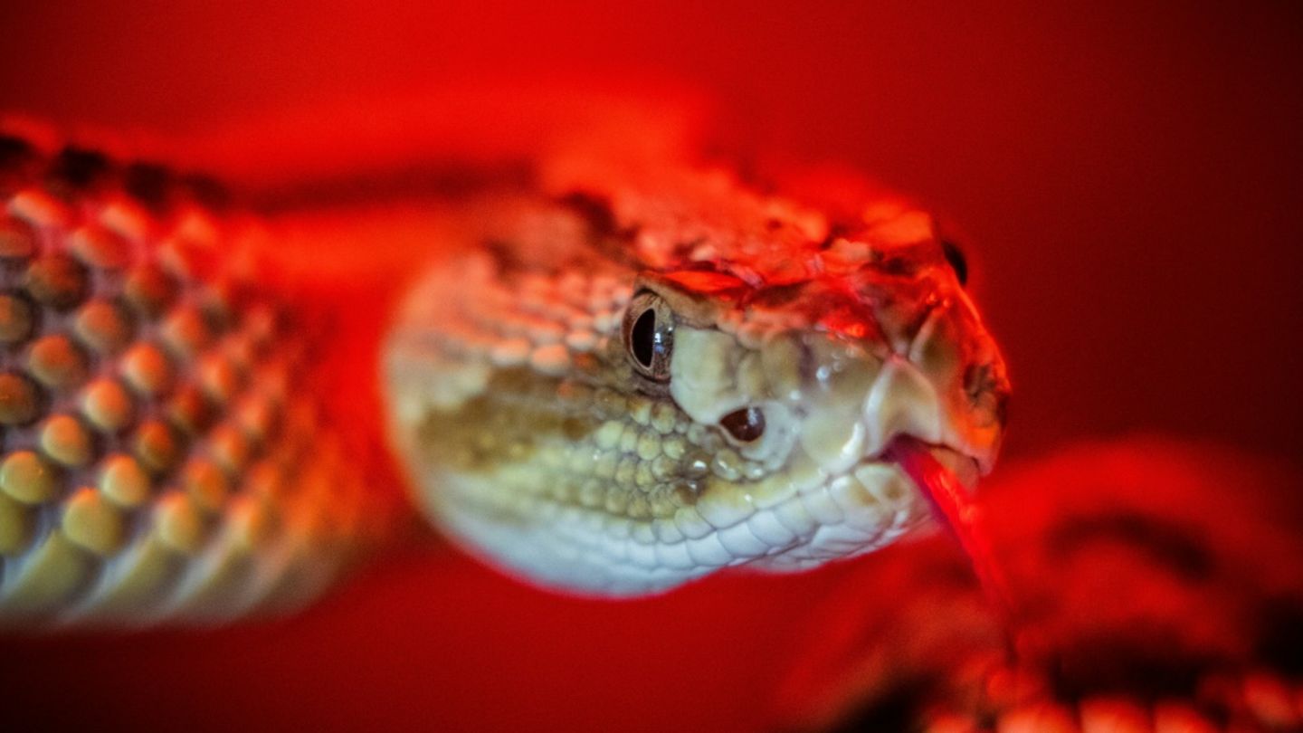 Klapperschlange in Terrarium