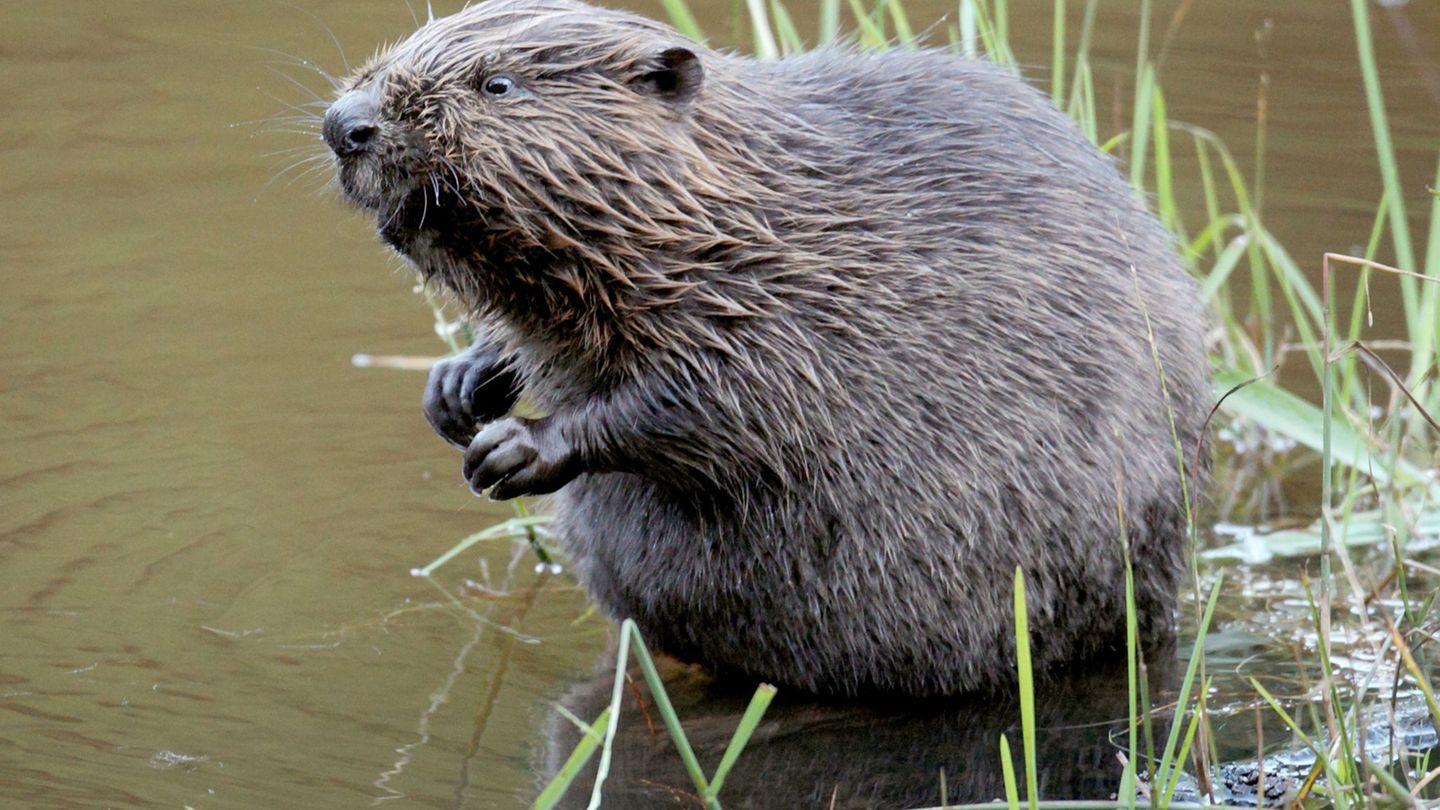 Tiere-Der-Biber-ist-zur-ck-und-bringt-Probleme-mit