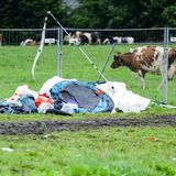 Müll auf einer Wiese in Wacken, dahinter grasen Kühe