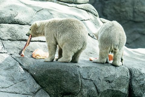Zwei Eisbären essen Fleisch im Zoo von Aalborg