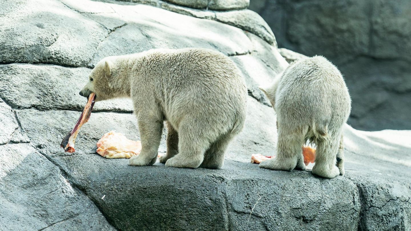 Zwei Eisbären essen Fleisch im Zoo von Aalborg