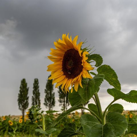 Extremwetter: Der Juli in Deutschland