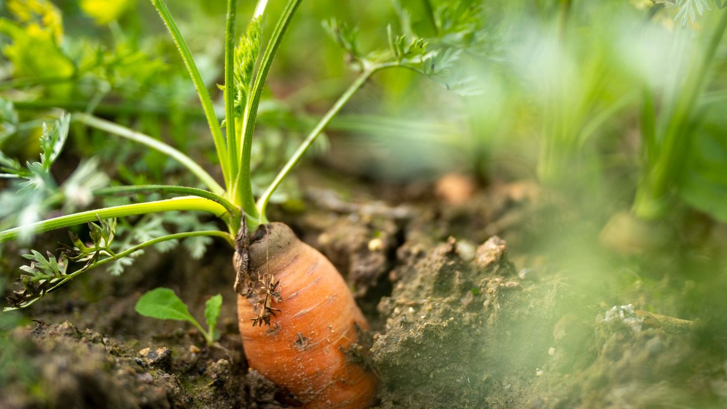 Agriculture: Number of biohöfe goes back – area grows