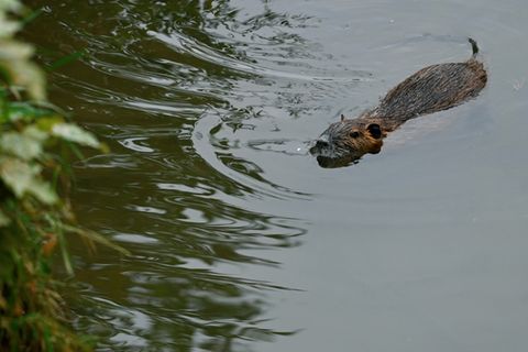 Schwimmende Nutria