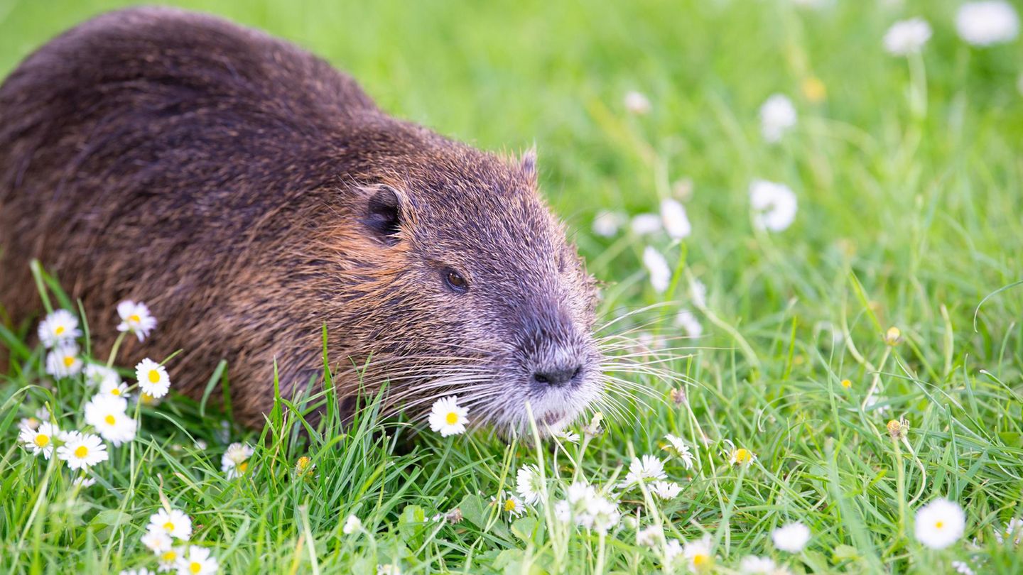 Nutria