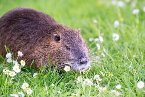 Nutria