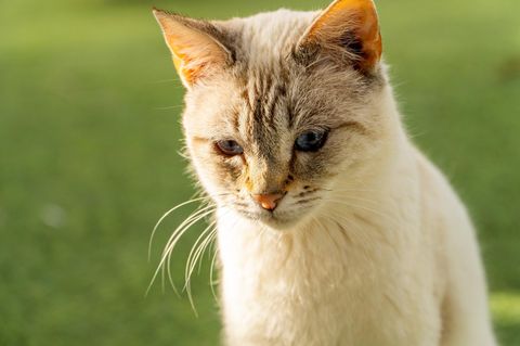 Eine Katze, in London kam ein extremer Fall von Tierquälerei vor Gericht