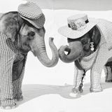 Zwei Elefanten in Chanel-Kostümen