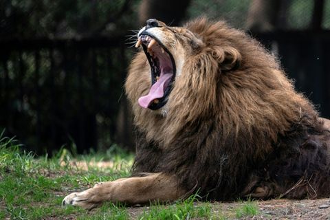 Löwe in einem Zoo