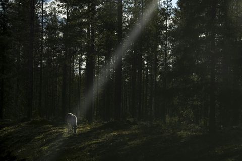 Rentier in einem Wald in Lappland