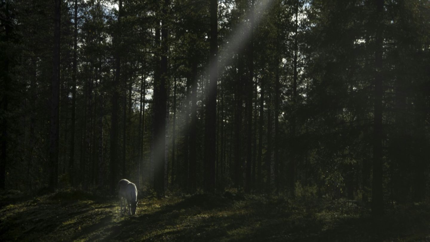 Rentier in einem Wald in Lappland