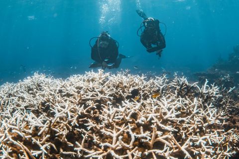 Ausgeblichene Korallen im Great Barrier Reef