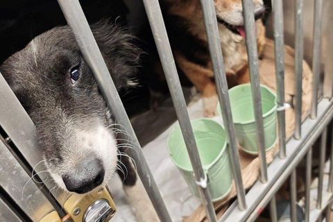 Zwei Hunde wurden vom Hauptzollamt Augsburg vorübergehend im Tierheim untergebracht