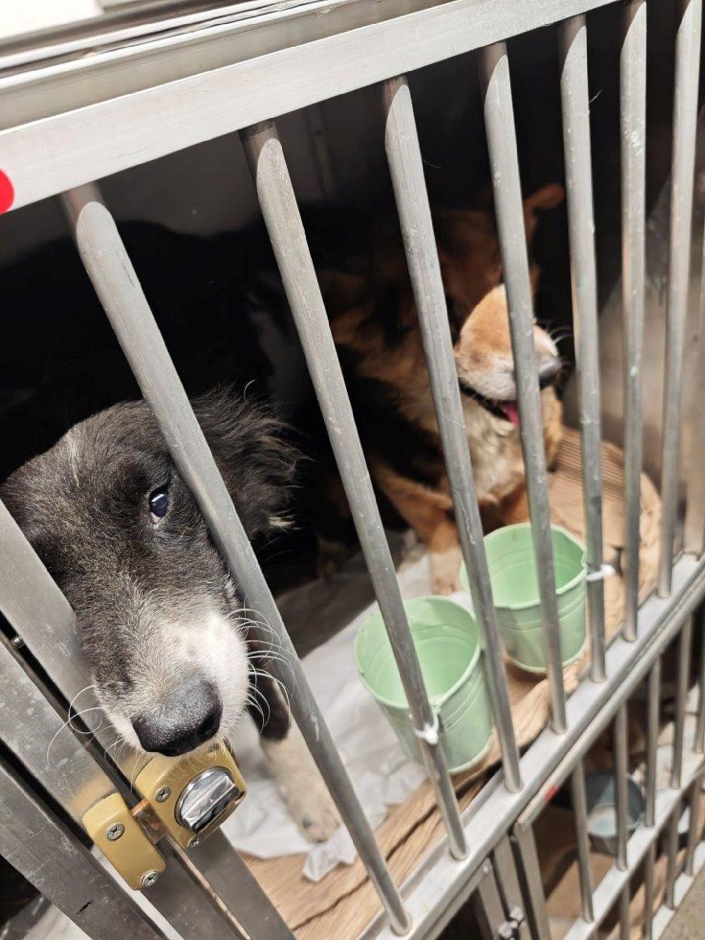 Zwei Hunde wurden vom Hauptzollamt Augsburg vorübergehend im Tierheim untergebracht