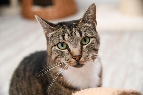 Katze