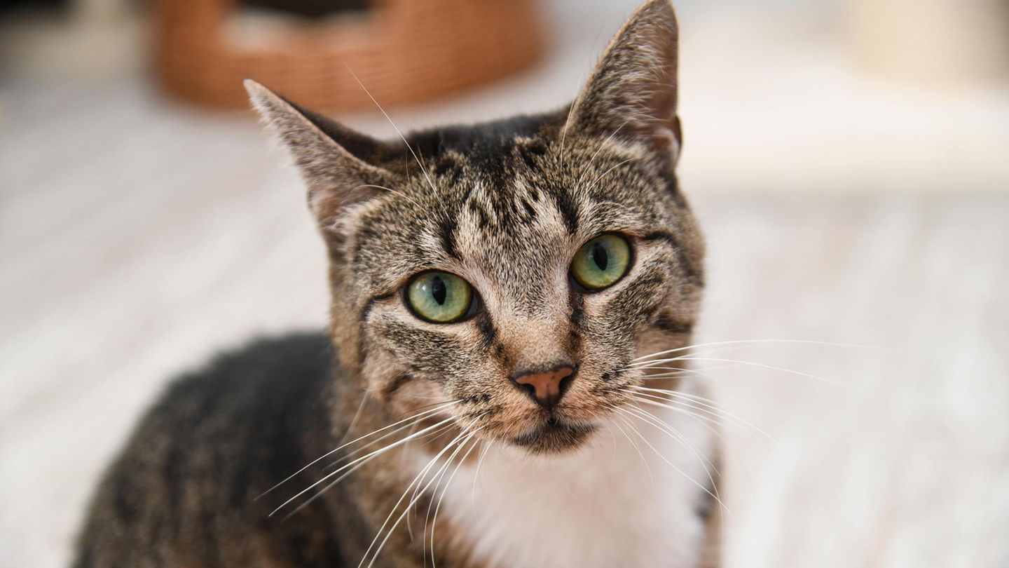 Katze