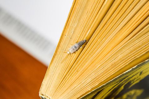 Papierfische im Haus