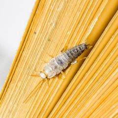 Papierfische im Haus