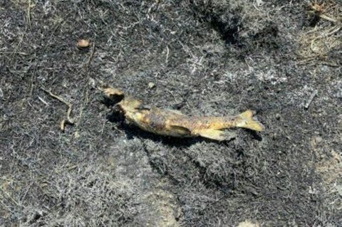 Der schuldige Fisch (Feuerwehrfoto)