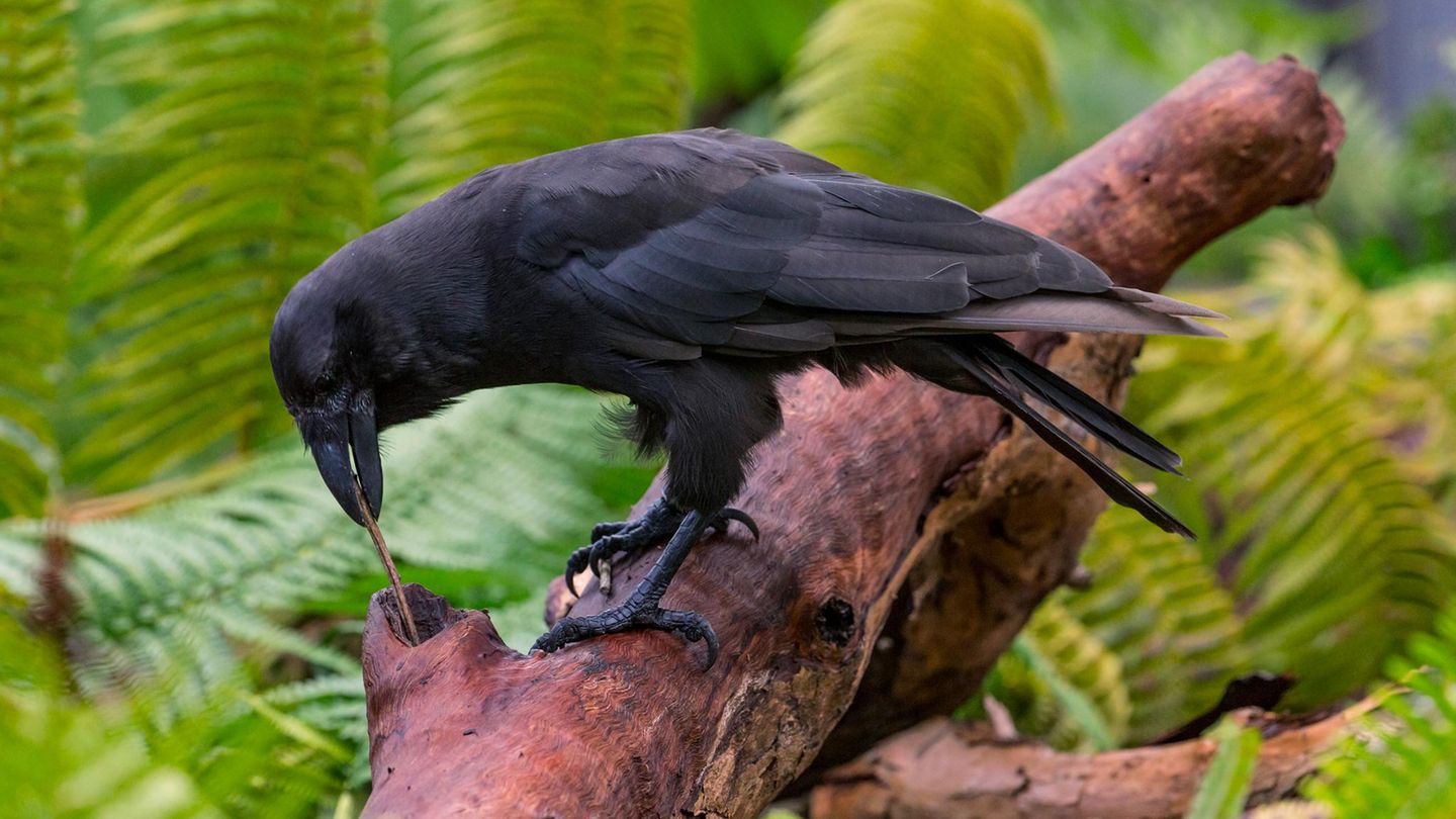 Auswilderung: Eine Hawaiikrähe bei der Futtersuche