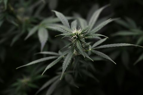Cannabispflanzen einer Plantagenzucht