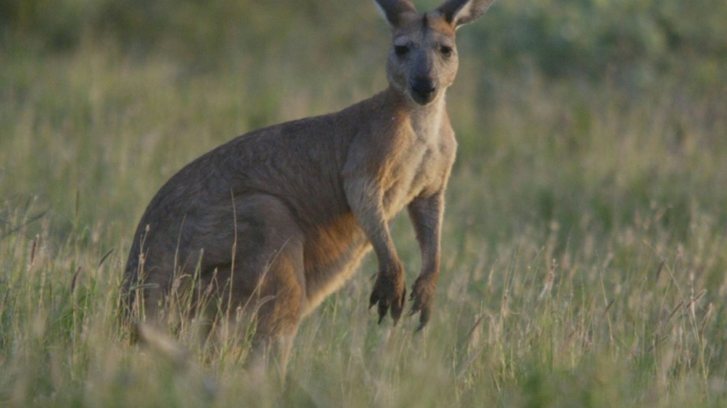 Känguru in Australien