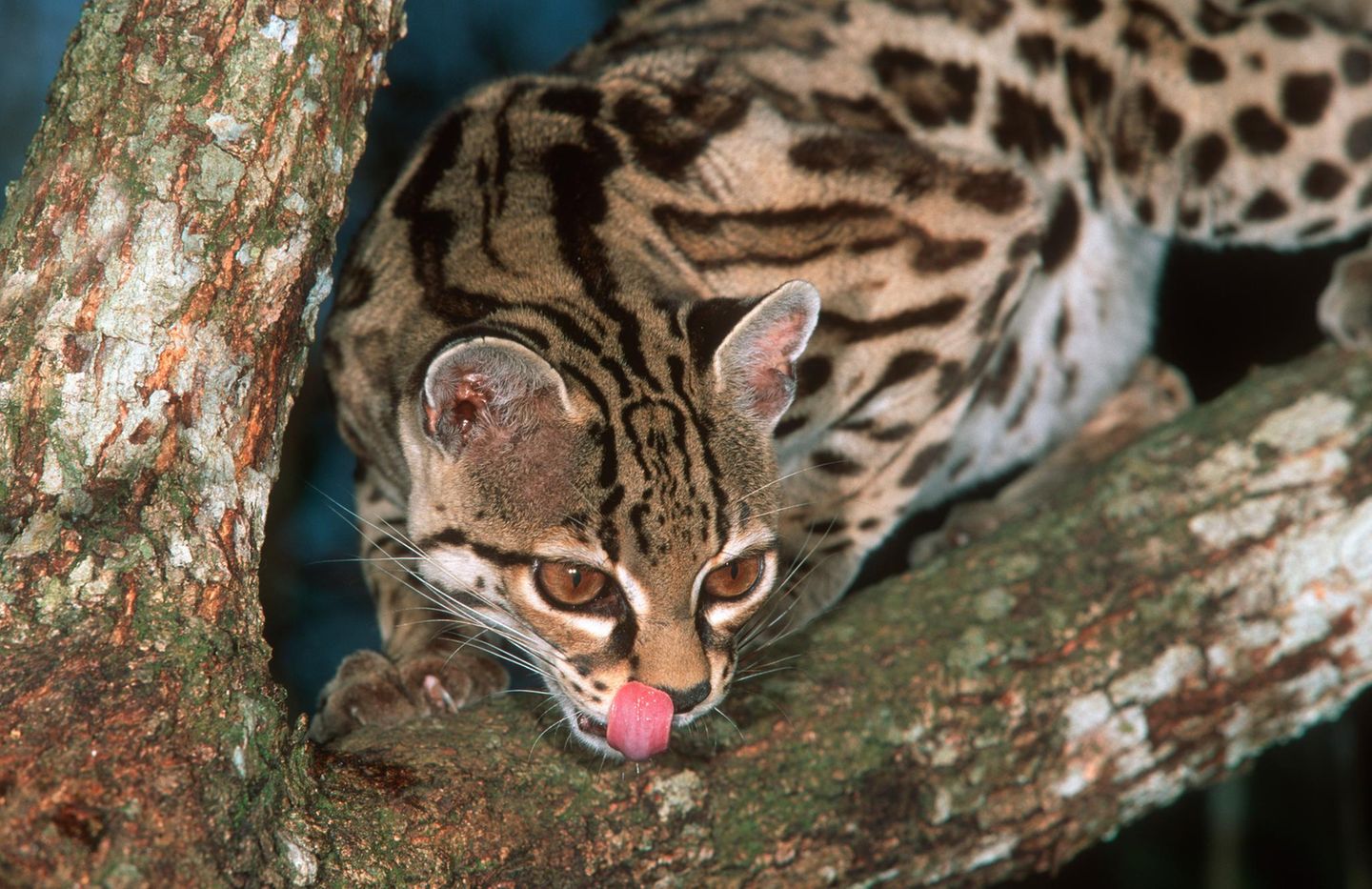 Eine Margay-Katze leckt ihre Lippen