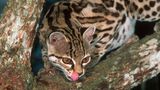 Eine Margay-Katze leckt ihre Lippen
