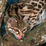 Eine Margay-Katze leckt ihre Lippen