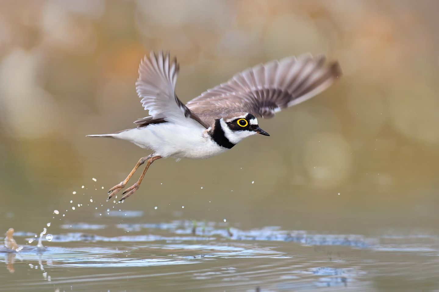 Sandregenpfeifer Fliegender Sandregenpfeifer