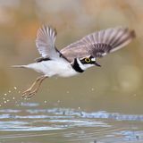 Fliegender Sandregenpfeifer