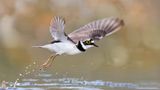 Fliegender Sandregenpfeifer