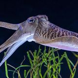 Ein Tintenfisch im Aquarium
