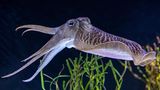 Ein Tintenfisch im Aquarium
