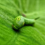 Eine Raupe auf einem grünen Blatt