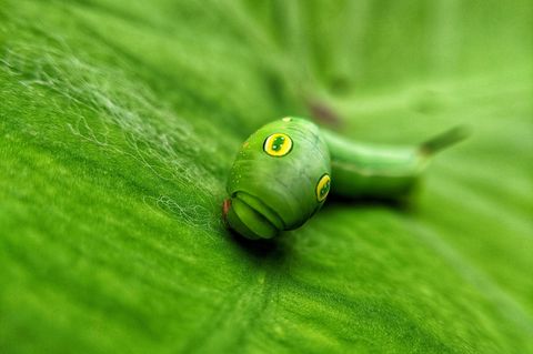 Eine Raupe auf einem grünen Blatt