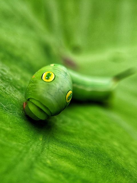 Eine Raupe auf einem grünen Blatt