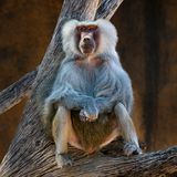 Ein Pavian sitzt auf einem Ast