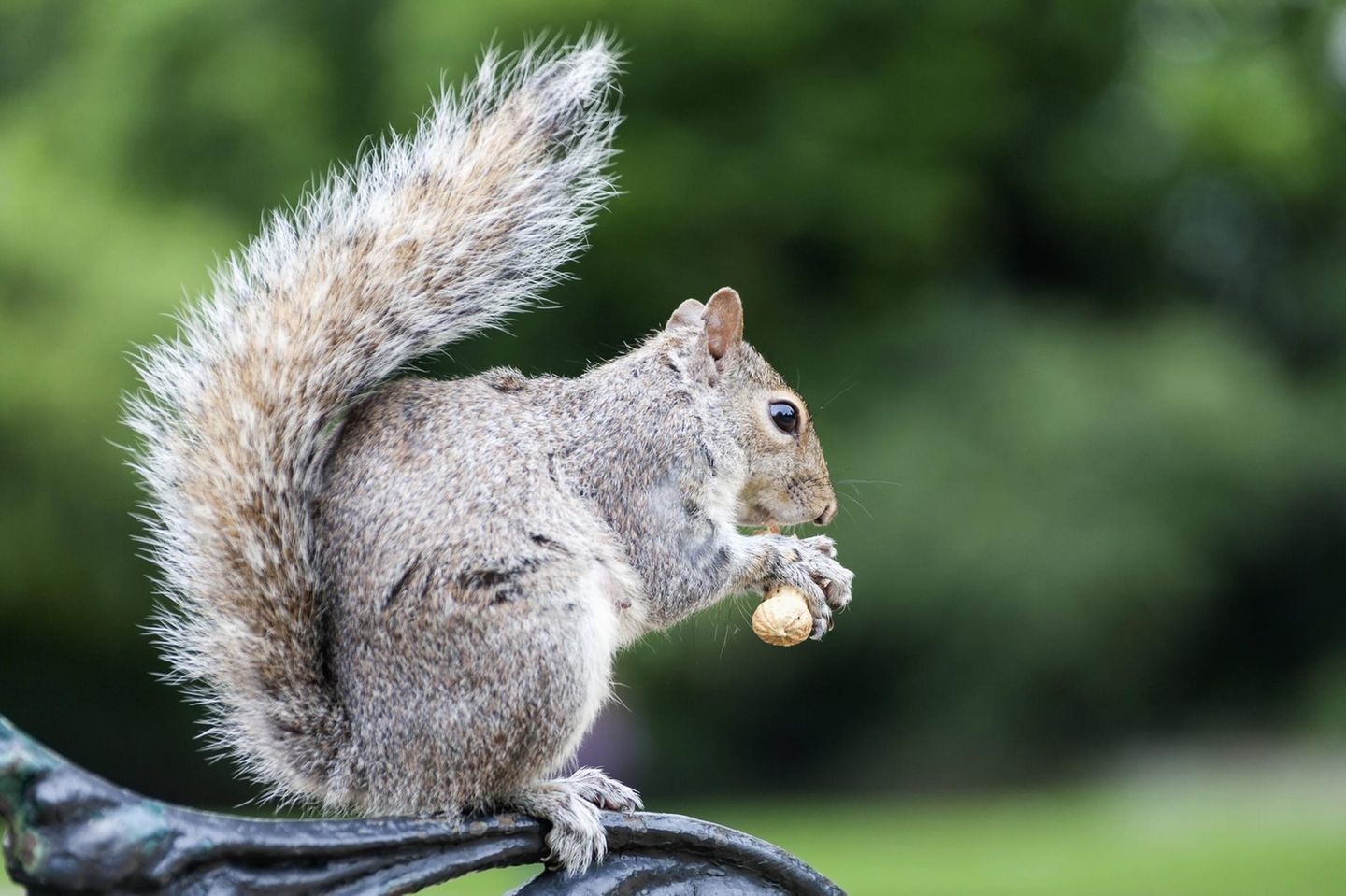 Grauhörnchen ein Grauhörnchen sitzt auf einer Parkbanklehne