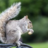 ein Grauhörnchen sitzt auf einer Parkbanklehne