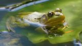 Ein Schreifrosch aufm Blatt im Wasser