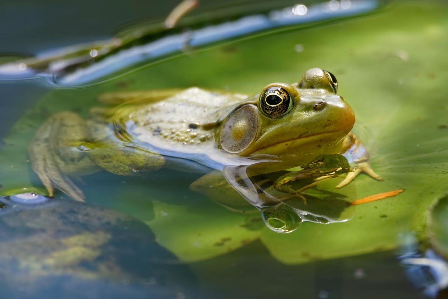 Ein Schreifrosch aufm Blatt im Wasser