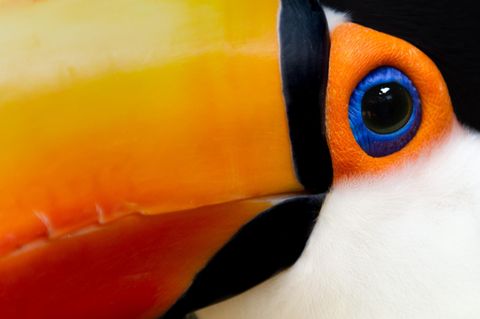Nahaufnahme eines Riesentukans. Das Auge und der Schnabel füllen das gesamte Bild aus