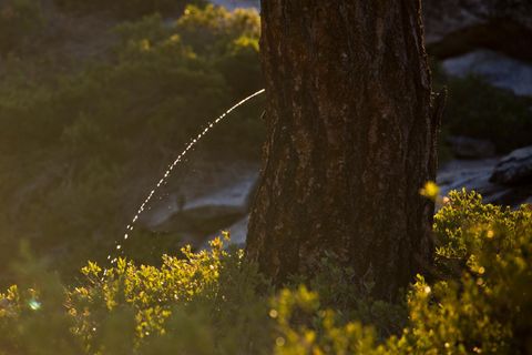 Harndrang: Wie viel Harndrang ist normal? Ein Experte dazu