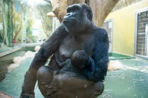 Gorilla-Gehege im Nürnberger Tiergarten