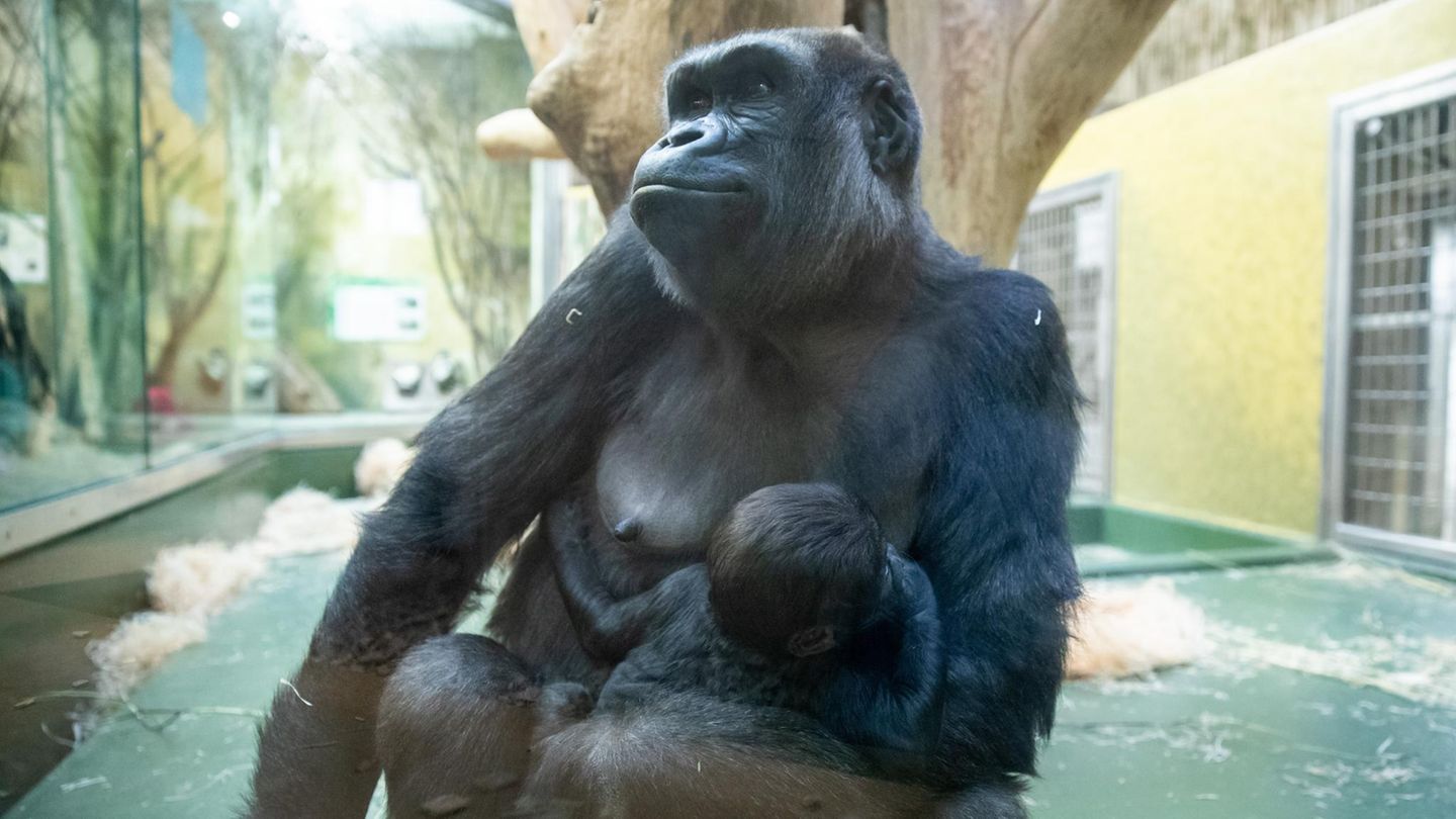 Gorilla-Gehege im Nürnberger Tiergarten