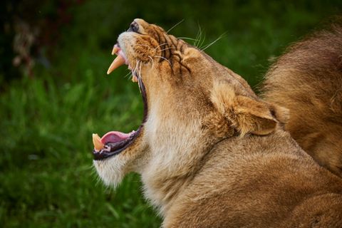 Löwin in einem Zoo