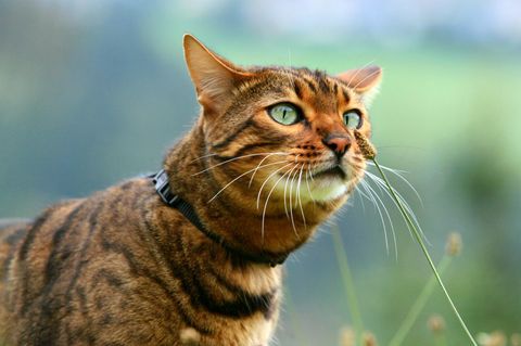Katzen haben einen eigenen Feiertag, den Weltkatzentag. Beim Tierschutz geht in Deutschland noch was, findet unsere Autorin     