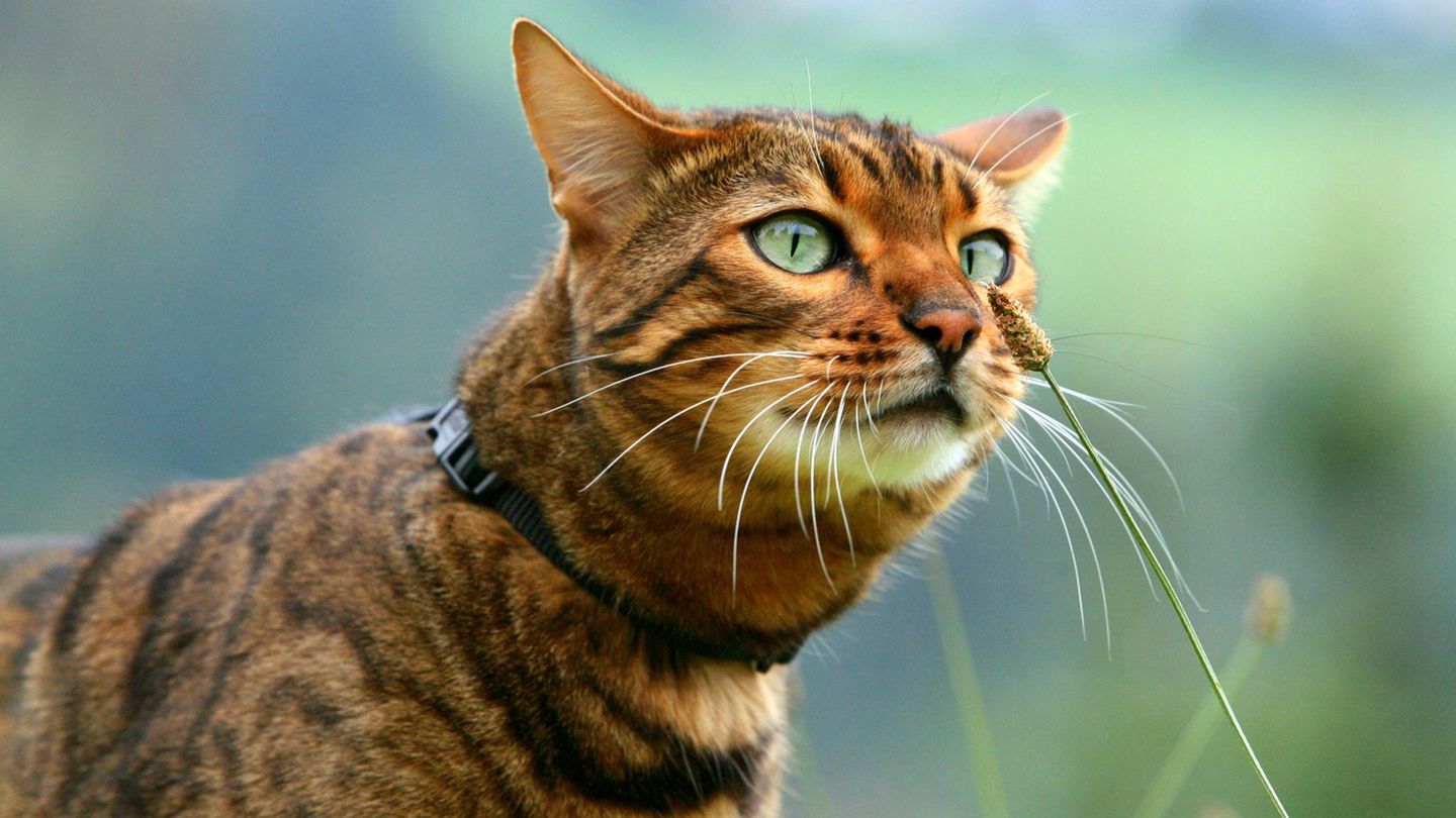 Katzen haben einen eigenen Feiertag, den Weltkatzentag. Beim Tierschutz geht in Deutschland noch was, findet unsere Autorin     