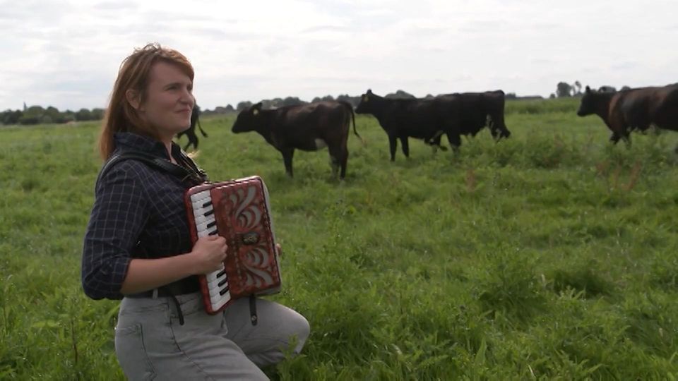 Musikerin sitzt mit Akkordion auf einem Feld mit Kühen